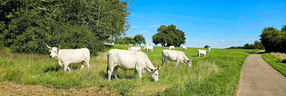Chianinarinder auf einer Wiese