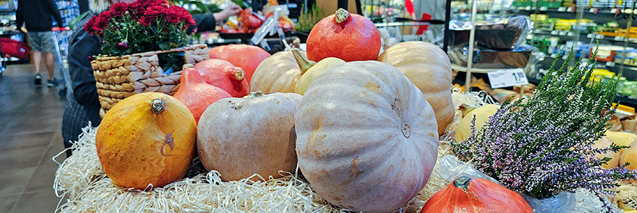 Eine Auswahl an Kürbissen