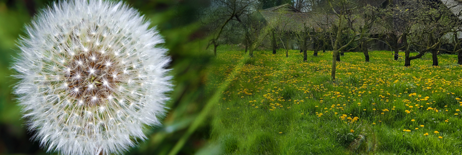 Löwenzahnwiese
