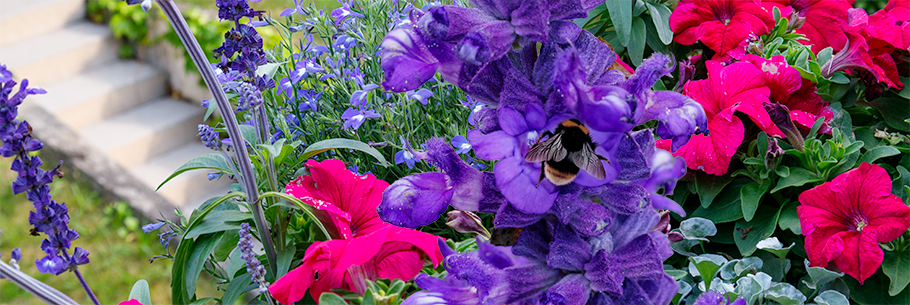 Wilder Salbei und Petunien