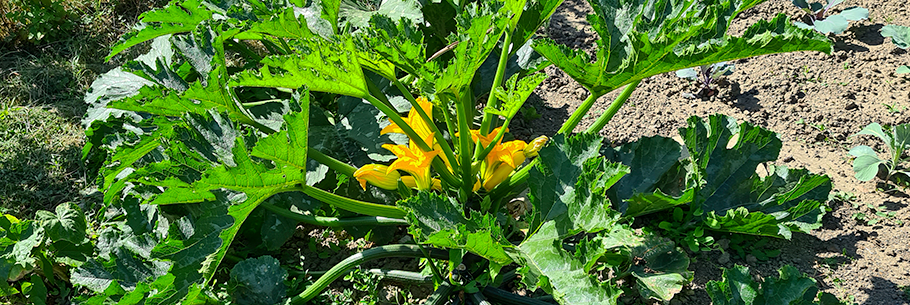 Zucchinipflanze mit Blüte